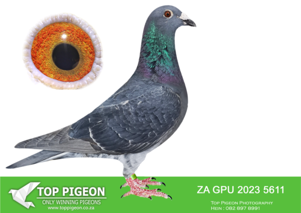 .LOT 9 WINDY AUGUST AUCTION –ZA 23 GPU 5611 “ICARUS” – SIRE: BE 14 2022058 . THIS IS A PUREBRED JOS THONE.————-DAM; ZA 20 NOVP 142. ACES RACING PIGEONS. THIS IS A DIRECT GRANDCHILD TO BEST KITTEL.SEE PEDIGREE!!!