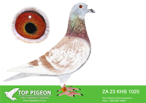 .LOT 4 WINDY AUGUST AUCTION –  ZA 23 KHS 1020 -SIRE:110 KHS 23 .Alias “Pac Man” Strain: STEINMANN Color: Red Check.———–DAM:3882 NK 18.Alias “Bulls eye” Strain: Sakkie Joubert Color: Blue Bar Pied.SEE PEDIGREE!!!