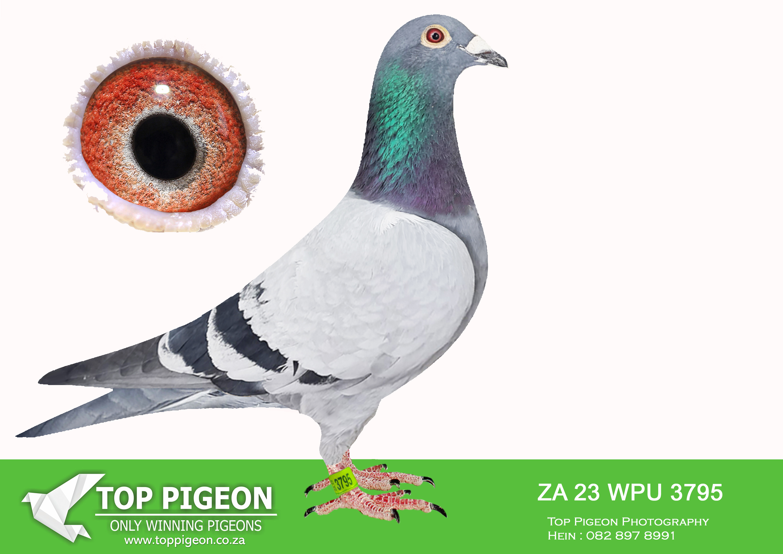 .LOT 1 HEARVEST – ZA 23 WPU 3795 -7th Final Carnival 2024. Bred out of the SAME FATHER AS THE 2ND ACE and 3RD FINAL pigeon winter race Carnival 2023. The mother of 3795 is a full sister of the mother of Love 3 (Victory Love), Super ace winner and 4th grand averages Victoria falls world challenge pigeon race 2022, out of about 9000 plus pigeons that started that season. The mother is also a daughter of my Champion cock 2443 wpud 2016. For two years the pigeon with the most points in our union, his daughter, the mother of Love 3 was also the year old pigeon with the most points in our union,.——SIRE: 6735 ZA 21 WPU .Strain: Marnes Nel Color: Blue Bar Father of 3rd place final and 2nd Ace pigeon Allflight carnival lofts winter race 2023. He is a cross between a pigeon with no ring out of the racing loft of Mark Kitchenbrand and a hen that Jaco Graham bred for me. T he hen raced for me and is a 3 time winner.————–DAM:2465 ZA 18 WPU.Strain: Marnes Nel Color: Blue Bar Full sister of the mother of Love 3, 1st super ace and 4th grand averages Victoria falls 2022. She is also the daughter of 2443 wpud 2016. T he best year old pigeon in our union, wpu, in 2017 and the best pigeon in the open section in 2018. SEE PEDIGREE!!!!