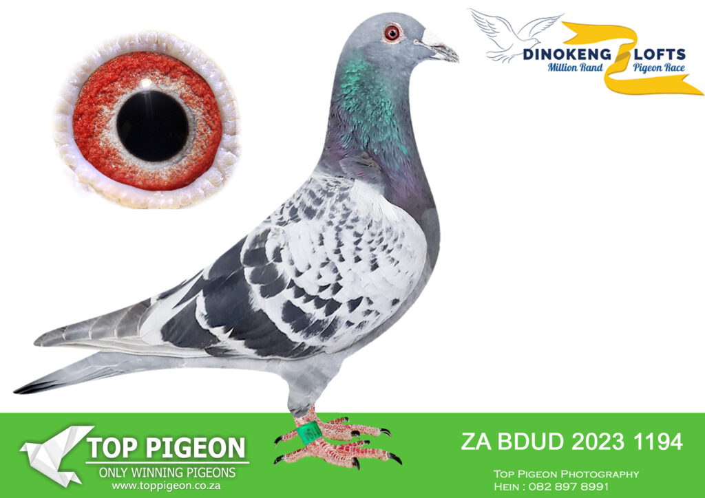 LOT 68 DINOKENG OLR – TEAM OLIVE LOFTS & LUBOMIR KUBACEK – ZA 23 BDUD ...