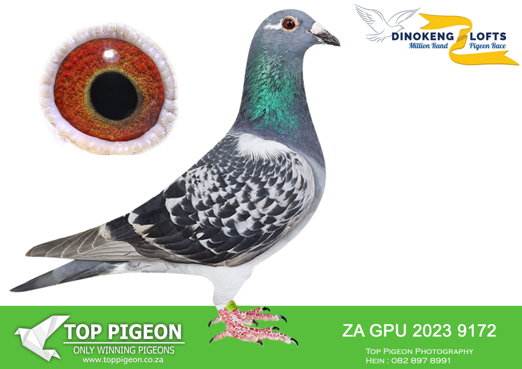 .LOT 7 DINOKENG OLR – TOP PIGEON PALACE – ZA 23 GPU 9172 “BUSHWILLOW ...