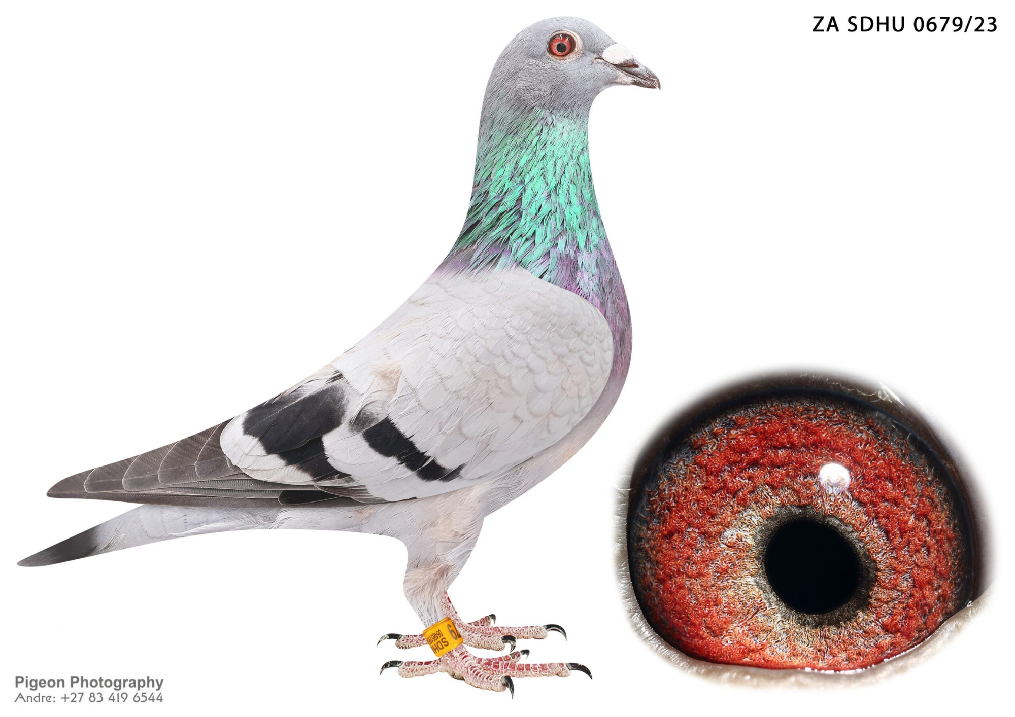 .LOT 2 FESTIVE AUCTION – ZA-23-SDHU-0679 -BRED BY TEAM VISION—-INBRED TO VIETNAM.030 IS HALF BROTHER TO MIX,WINNER MDPR. SOLD FOR 1.2 MILLION TO MIKE GANUS. BROTHER 030 BRED BIG WINNER IN USA. 0001 SON OF THIS PAIR WON TRUCK FOR ME AND ALSO FLEW SECOND TRUCK.ANOTHER SON WAS BEST BIRD FOR ME 2023.THIS IS MOST PROBABLY MY BEST PAIR———–SIRE:0030 ZAVFWC 18 VIETNAM JNR BB TOM LOCK OSWALD VAN LOON SOETDORING VERY GOOD BIRD FOR KITCHENBRAND. HIS 1ST BABY IS A DOUBLE WINNER FOR ME..———-DAM:3539 ZA TRPF 21 BBP. DIRECT DAUGHTER TO FAMOUS “VIETNAM”. THIS IS ALSO A GRANDCHILD TO THE FAMOUS 03 COCK AND PRINCESS FIONA OF ALFONS KLAAS.SEE PEDIGREE!!!