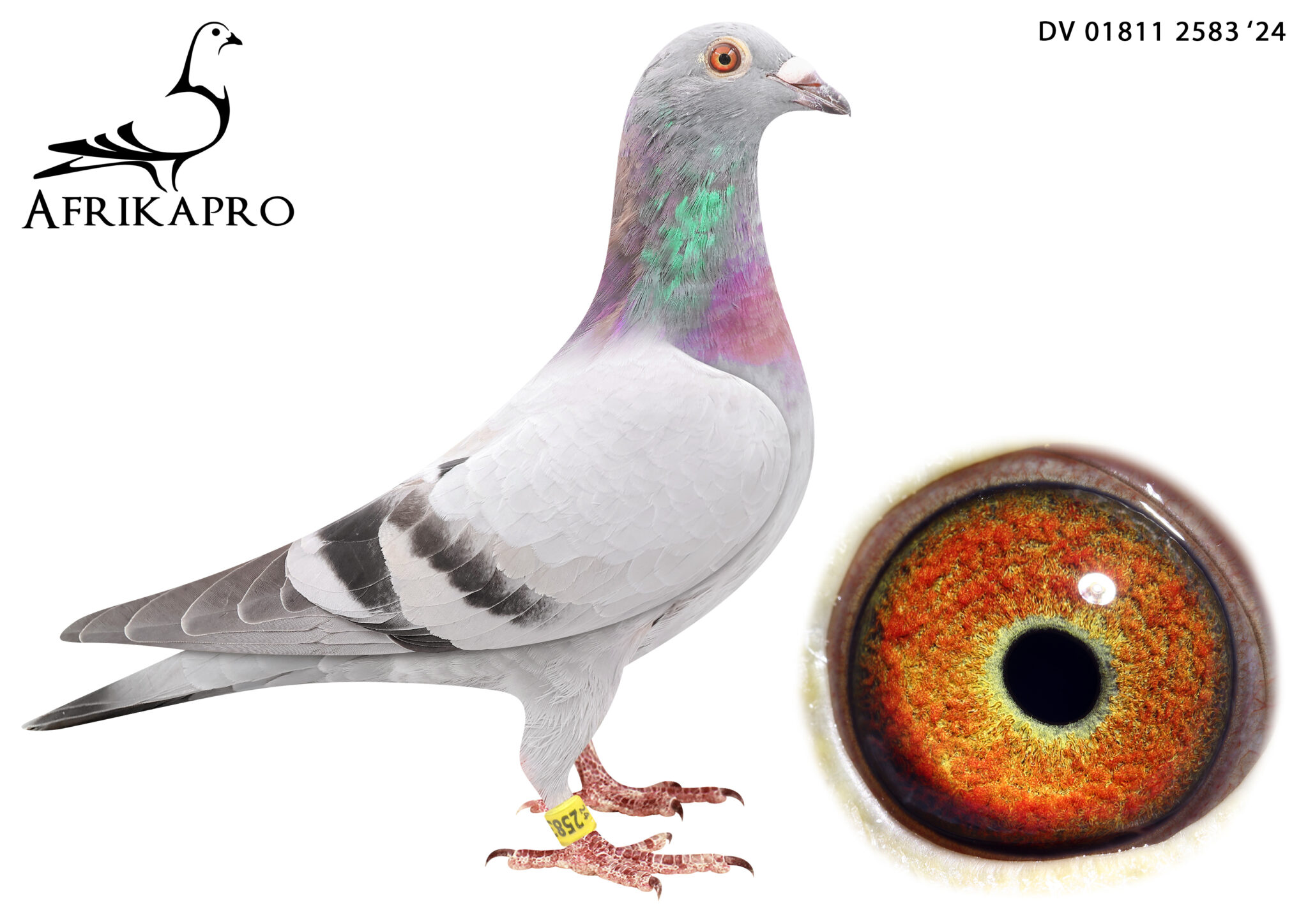 LOT 87 AFRIKAPRO Team Ullrich, Sohn und Enkel & Die Painters DV 24