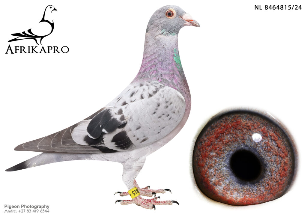 Z..LOT 128 AFRIKAPRO -DR DE WEERD PIGEONS – NL 24 8464815 -SIRE:NL ...