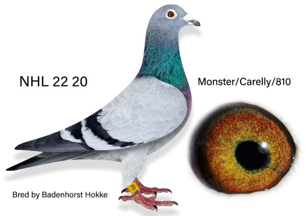 .LOT 3 SUNSET AUCTION –ZA 22 NHL 20 -SIRE: 1420 18 ZA-VPU . Alias “Monster Carelly ” Strain: OUT OF AFRICA ACE LINE Color: Blue Bar Super son of the Monster cock – ZA02854/11 a 4 x winner, 1st ace pigeon Middle distance THU O/B series 2012 & 2nd overall Ace pigeon O/B series THU 2012. Sire and grand sire to winners and Ace Pigeons. This cock is sire to super racers, breeders and ACE pigeons. this cock is a perfect pigeon .—————DAM:7165 ZA 15 WBU .Strain: HAYMANS (810, OSCAR, DE Z Color: Blue Bar dam to Pixie – Carnival entry 2023, Heilbron training 12th,Terreblanch training 2nd,Koppies training 6th,Kroonstad Activation race 1st, Gren race 2nd, Trompsburg race 1st.SEE PEDIGREE!!!