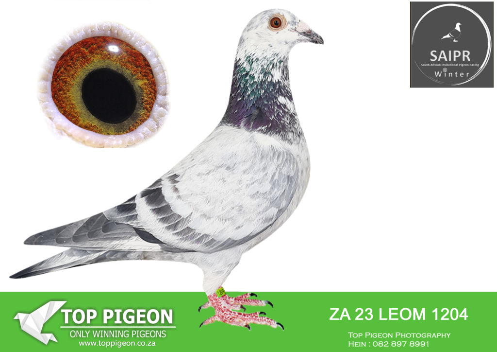 Snwf LOT 82 SAIPR OLR -LEON & EDWILL – ZA 23 LEOM 1204 – SIRE:ZA 20 LEON 447 ...
