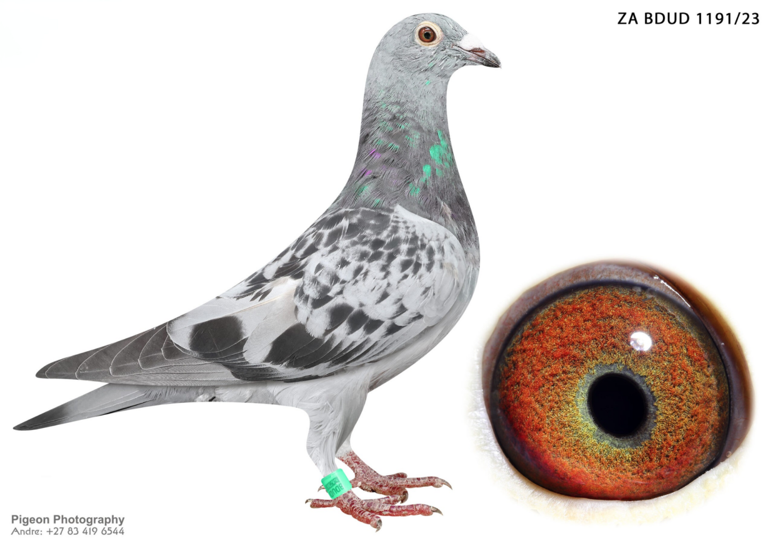 LOT 20 TORNADO TUESDAY NIGHT AUCTION – ZA 23 BDUD 1191 COCK -SIRE:1660 ...