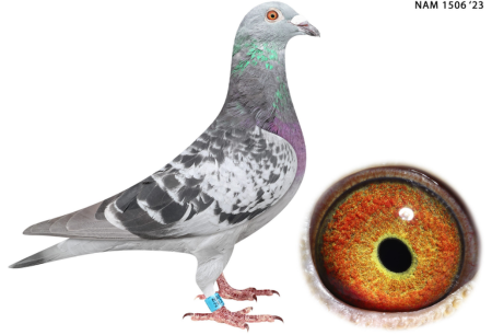 .LOT 2 EASTER AUCTION – NAM 23 1506 COCK—–SIRE – “CAMELOT’S KIPKETER” (PPKD 16/19) A proven One Loft Race performer with consistent results at elite level. Placed 8th Ace Bird at CT International OLR, showcasing endurance and class across the series, including 17th Final (470km) and 11th Hotspot 2 (250km). Bred from a powerful combination of “Ferrari” × “King Putt” × “Welfen-Wuerst”, bringing together some of the most respected OLR and performance lines. Supported by strong foundational bloodlines including Van Loon, Bak 17, Oswald, and Dinokeng, this cock represents reliability, speed, and race intelligence—ideal for both competition and breeding.————-DAM – “BEST KITTEL 1568” (NOVP-20-1568) Directly linked to the world-renowned Best Kittel dynasty, this hen carries the very best of modern European sprint genetics. From a family of Belgian sprint champions, with a half-brother that is a CPL Hotspot winner, she brings proven winning blood into the pedigree. Closely connected to “Okutanrunne” – Best Kittel (PIPA), and combining elite names such as Dirk van den Bulck and Hooymans, she embodies explosive speed, early maturity, and top breeding potential. A premium genetic asset for producing high-performance sprint and OLR pigeons.SEE PEDIGREE!!!!