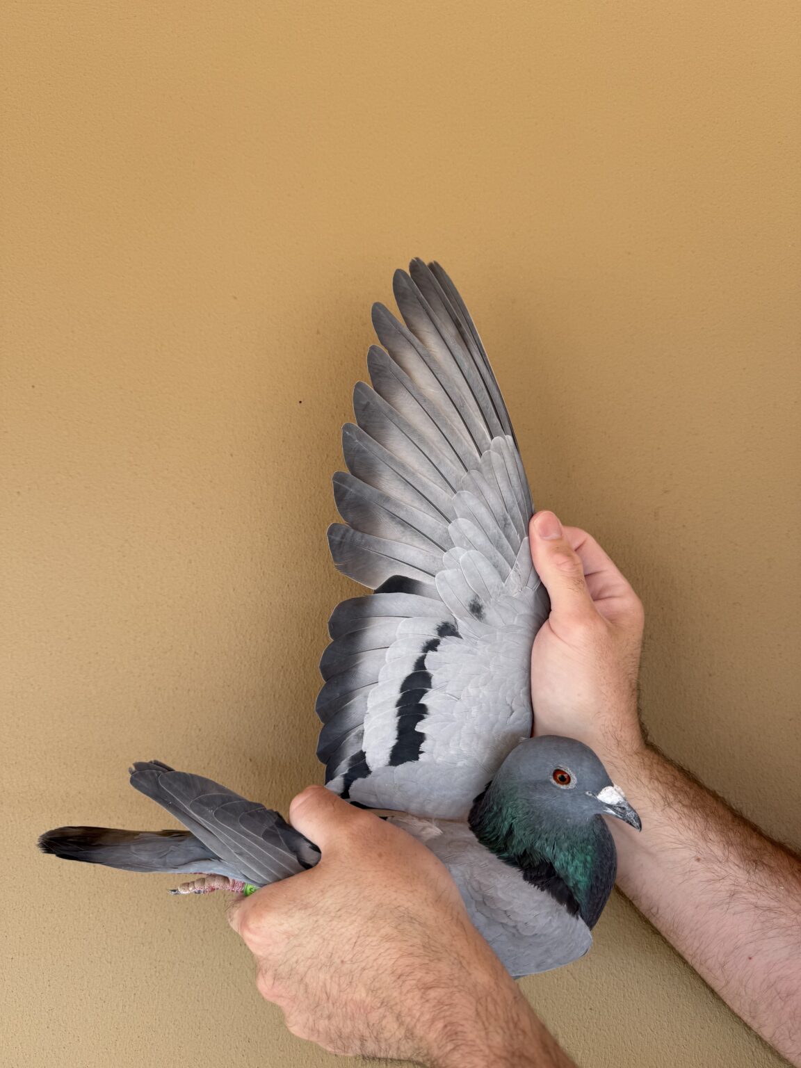 Kittal LOT 40 AFRIKAPRO AUCTION 5 -TadT-GB-23-A-57495 -SIRE:ZA 22 MOUN 610 ...