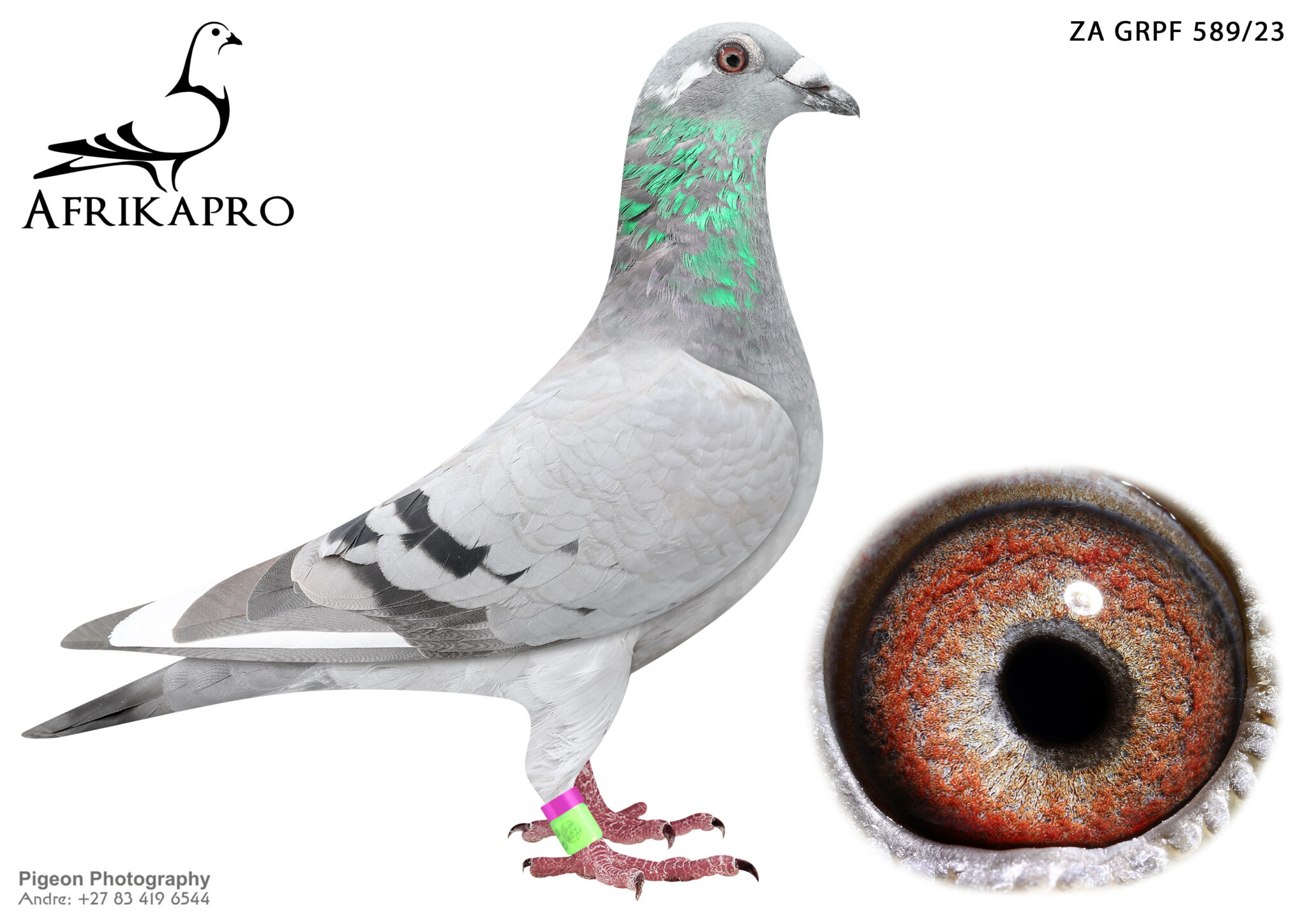 LOT 46 AFRIKAPRO AUCTION 4 A – Douw Steyn Racing Pigeons – ZA-23-GRPF ...