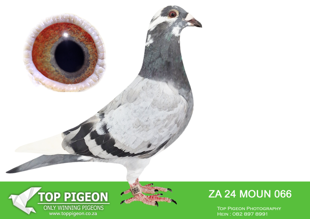 LOT 11 EARLY DECEMBER -MOUNTAIN LOFTS – ZA 24 MOUN 066 -BRED FOR STOCK ...