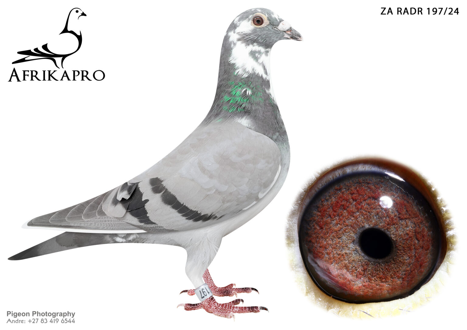 Z..LOT 154 AFRIKAPRO AUCTION 4 B – EDG & RADFORD/VISSER – ZA-24-RADR ...