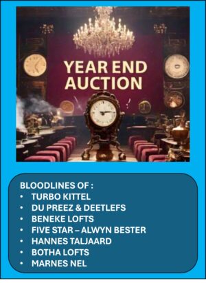 ACTIVE AUCTION - YEAR END AUCTION -FROM 19 DECEMBER TO SUNDAY 22 DECEMBER 2024 (ENDING FROM 13:00)