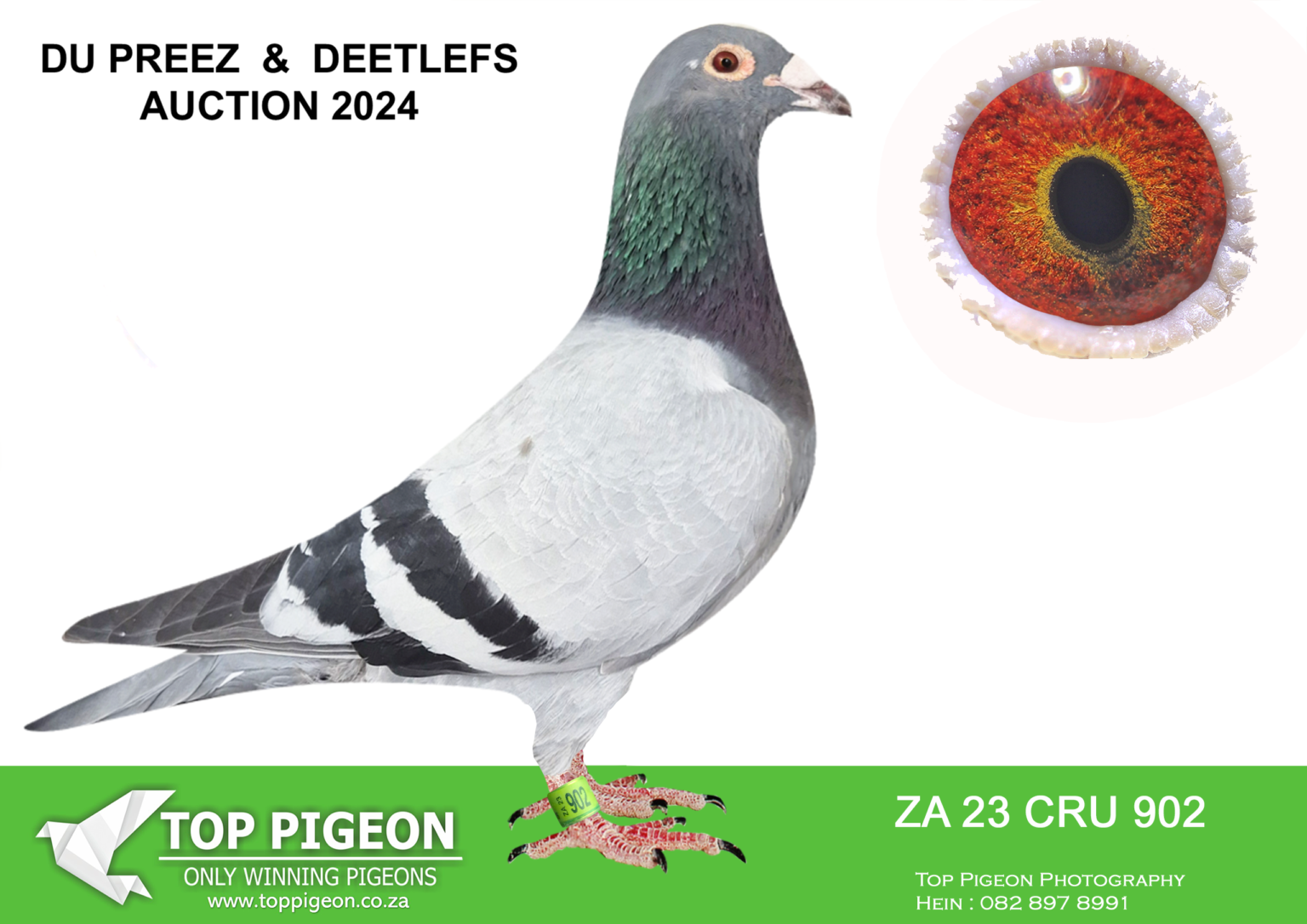 .LOT 7 DU PREEZ & DEETLEFS -UNPAID PIGEONS – ZA 23 CRU 902 COCK-WINNER ...