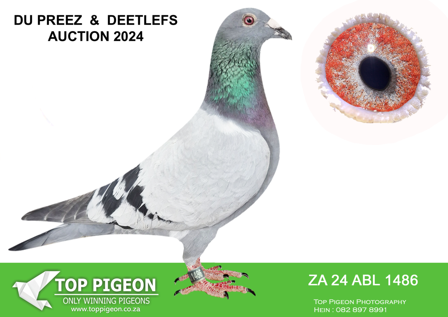 z-lot-165-du-preez-deetlefs-za-24-abl-1486-sire-6143763-be-23