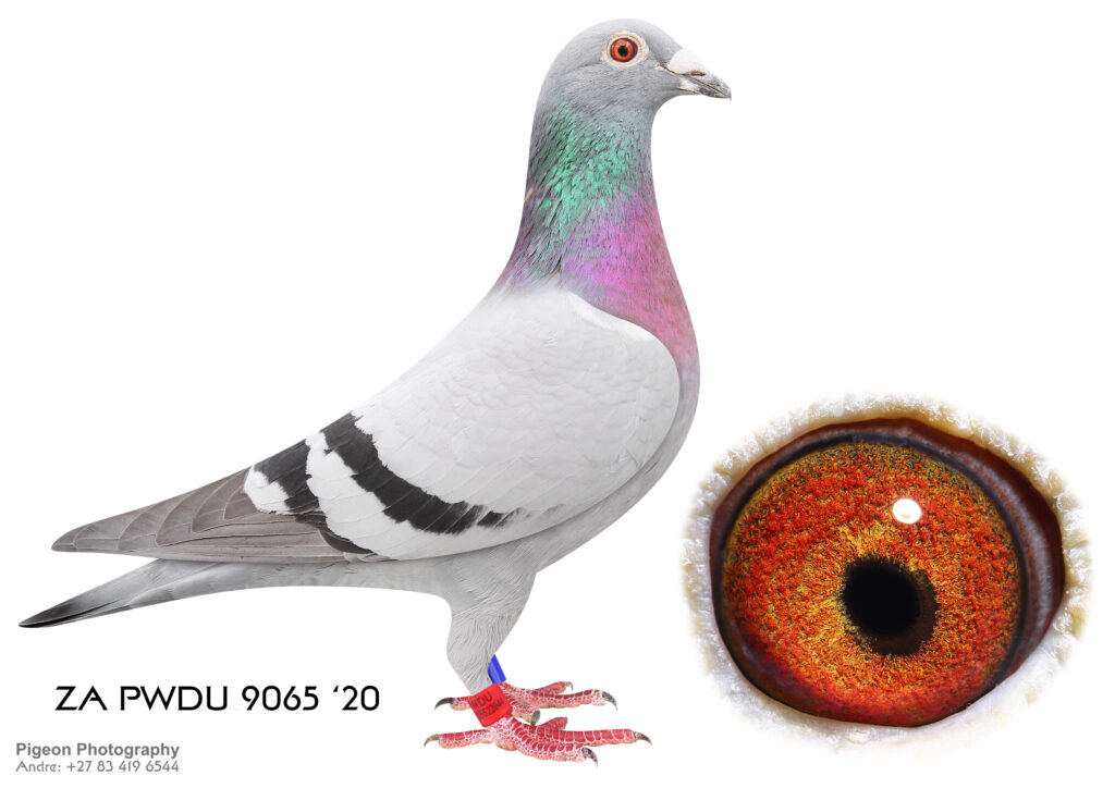 lot-96-du-preez-deetlefs-za-20-pwdu-9065-hen-scored-2-x-times-club