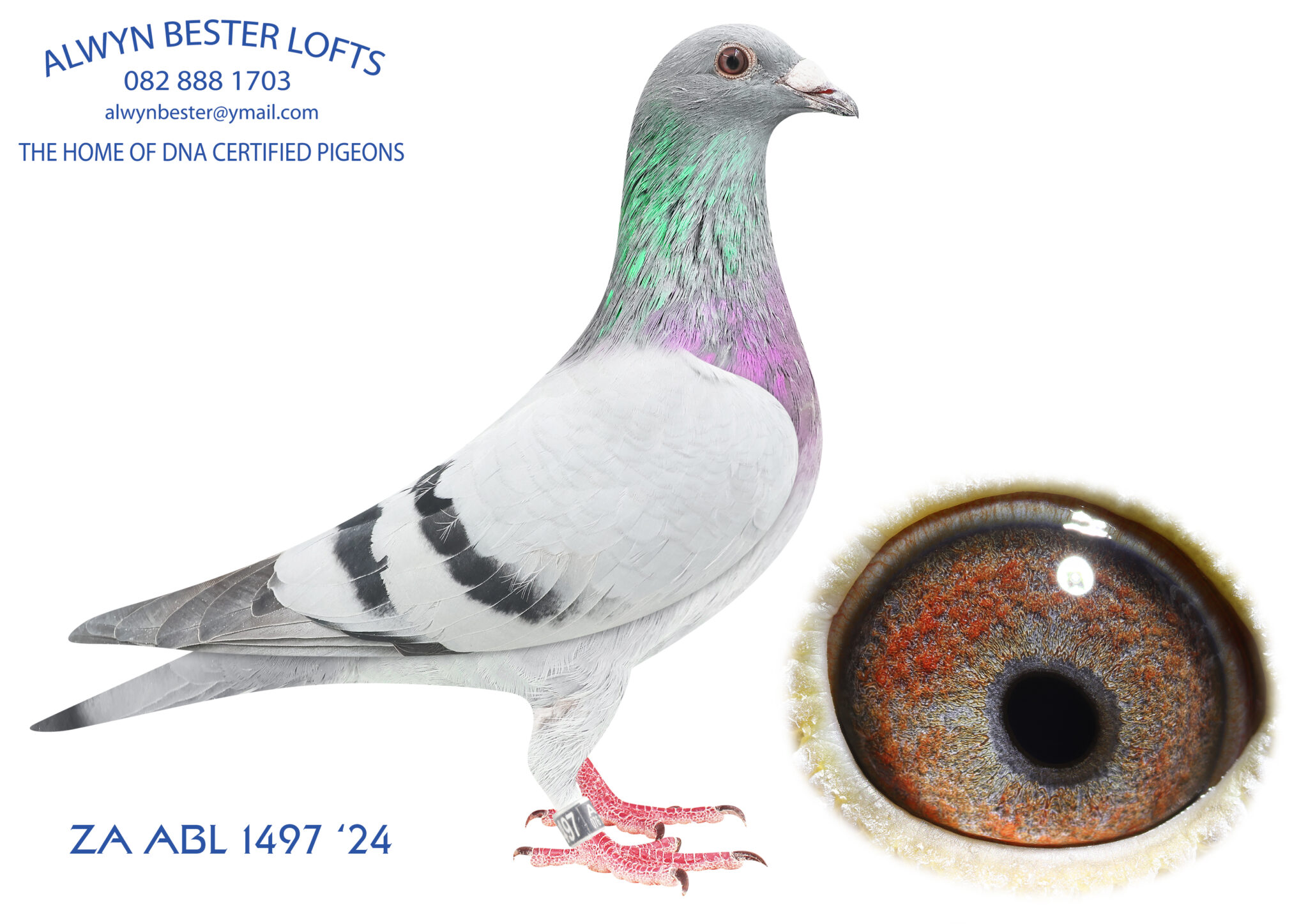 LOT 17 ALWYN BESTER ZA 24 ABL 1497 SIRE 6143763 BE 23 DIRK VAN DYCK lot-17-alwyn-bester-za-24-abl-1497-sire-6143763-be-23-dirk-van-dyck