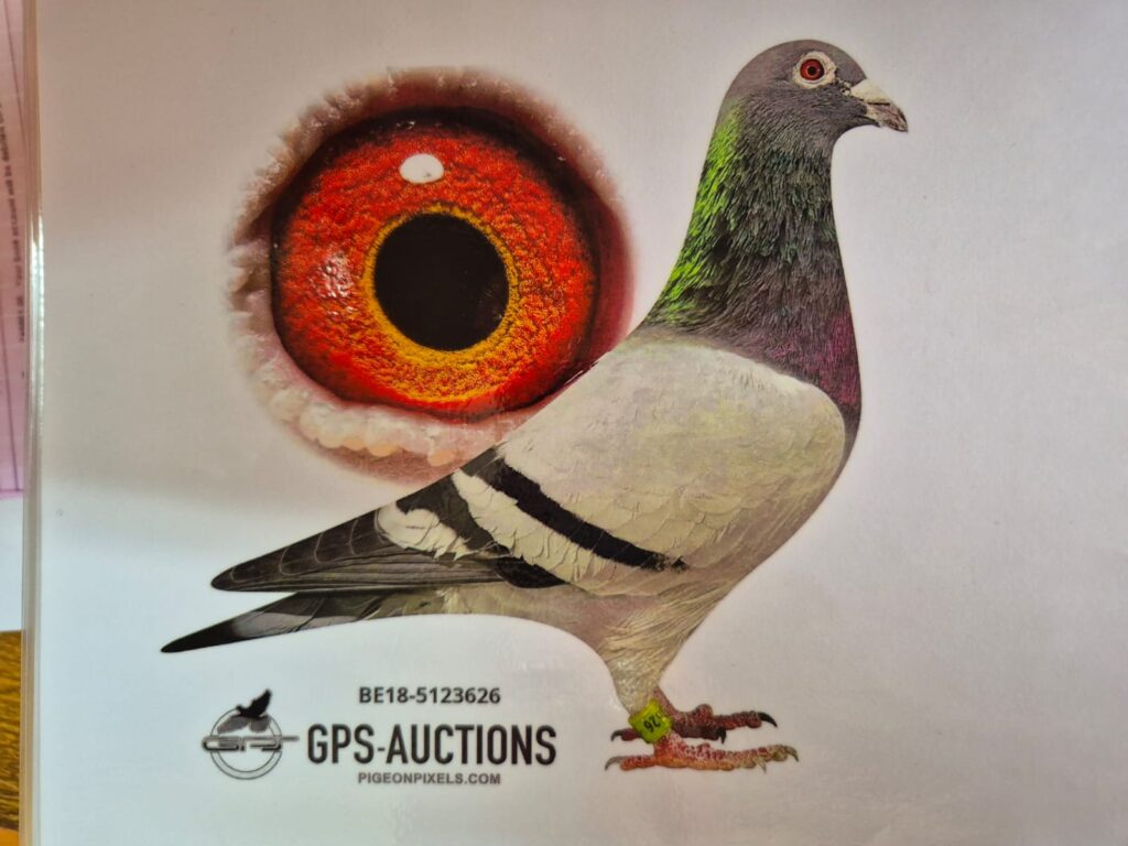 .LOT 6 CARNIVAL SUMMER AUCTION 1-Central Bridge-ODRA 24 20355 -19TH ACE ...