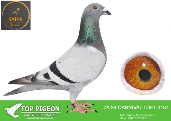 LOT 95 SAIPR SUMMER AUCTION 1 -Vat ‘n Kans – ZA CARNIVAL LOFTS 24 2187 -SIRE: ZA OOAFRICA 060/17 is sire to   ZA VPU 9791/22- ” THE MAGICIAN”- Sold for R159 000 1st Final  Winner SAPIR  By 11 43 seconds, Colesberg, 575km, vel 1166, 5th Grand Averages, 9th Hot Spot Averages 2023 He is also sire to Sire to ZA VPU 4504/21- “ROURKE” 6th Hot Spot Ace SAPIR 2022-Sold for R15 500 ON AUCTION.————DAM: ZA VPU 8402/22 – Her Dam is full sister to LEOPARD, 4th Dinokeng Final, 2nd Ace 2021, and in turn dam to ZA VPU 9428/22 ” KALAHARI SANDS” – SOLD FOR R63 000.  1st Dinokeng Final Race Winner of R120 000, Hanover, 724km, vel 1502. 3 Birds on the drop. 2nd Ace Dinokeng 2023 – Winner of R80 000. & 35th Barzalona Car Race, Hanover, 724km, vel 1443.SEE PEDIGREE!!!