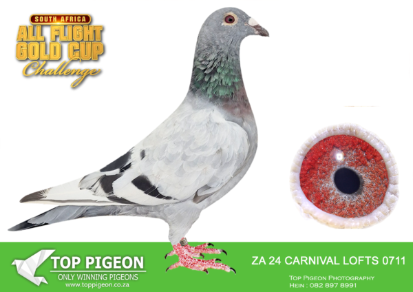 LOT 62 CARNIVAL SUMMER AUCTION 2 – Belmont Hokke-CARN 24 711 –
