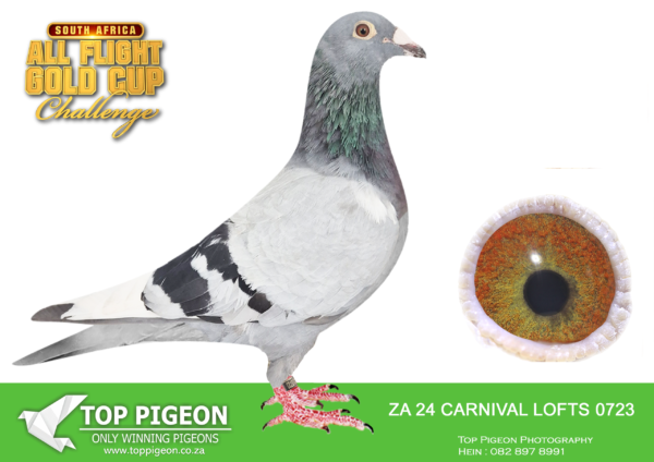 LOT 44 CARNIVAL SUMMER AUCTION 2 – Belmont Hokke-CARN 24 723 –