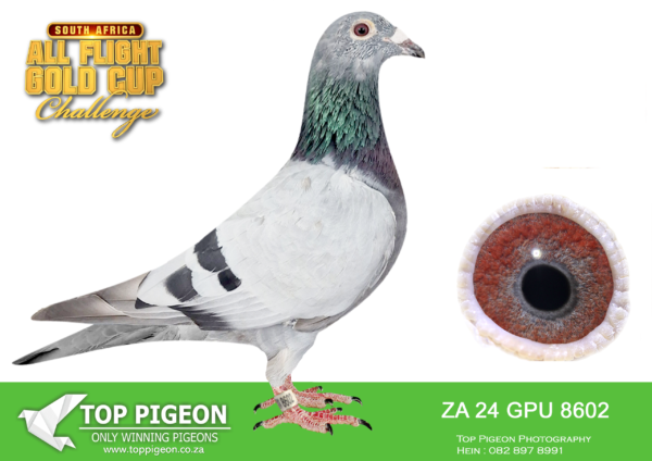 LOT 79 CARNIVAL SUMMER AUCTION 2 -Bela Vista-GPU 24 8602 –