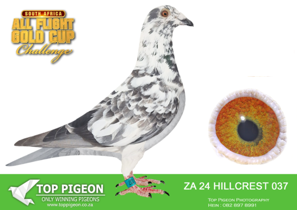 LOT 20 CARNIVAL SUMMER AUCTION 1-Hillcrest Stud 1-ZA HILLCREST 24 037 -2ND ACE PIGEON , 4TH FINAL—–SIRE:ZA22 49269 NAME: Midlands Dero SEX: cock COLOR: Grizzle Brought to Hillcrest Stud for stock, following our 4th place at carnival loft with Dero bloodlines we sought to strengthen this line by adding this cock. His sire was imported from Holland and is a direct son of Jos Thone’s Dero 8th MDPR when paired to Mr Italiano who was 7th Final in the Algarve Great Derby.———-DAM:ZA20 EDEN 05776 NAME: HILLCREST GOLD SEX: hen COLOR: Blue Cheq Hillcrest Gold This hen is turning out to be a fantastic breeder for Hillcrest Stud, and we know that at this age there is much more to come from this hen.SEE PEDIGREE!!!