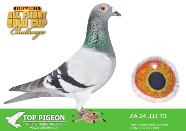 LOT 58 CARNIVAL SUMMER AUCTION 2 – Triple J Lofts-ZA JJJ 24 73 -9TH ACE PIGEON , 15TH FINAL————Sire: ‘JIGA JETT’ ZA 2021 JJJ 313 Performance: !! ~ 1st 2022 Cape Town International Summer Final ~ !! Notes: Only 3 Children of JIGA JETT were shipped to the GOLD CUP SUMMER Series, all three were back on the day: ~ JAYLESS 19th 2024 Allflight Gold Cup Summer Final 511km ~ JAVANA 1st 2024 Allflight Gold Cup Summer Final 511km ~ JENICKA 41st 2024 Allflight Gold Cup Summer Final 511km.———–Dam: ‘PLATINUM’ ZA 2020 JJJ 1200 Notes: ‘PLATINUM’ is a daughter of VIENTO (3rd SAMDPR Final) the last great Koopman pigeon that raced in South Africa at the Million Dollar Race. PLATINUM’s Sire is ORACLE (Son ORNAT * SORAIA) which makes her half-sister to several great racers for Triple J Lofts including JADZIA (7th 2019 SAMDPR Final!). DALEEN (31st 2017 SAMDPR Final!! 3rd ACE!! 4thKNOCKOUT!!), ZA JJJ 16 92 (2nd from 990km against 1089 birds, 1 of 4-day birds), SNIP JJJ 16 145 (Mother Belle 4th 2022 Allflight Summer Final, 2nd Ace), etc. PLATINUM’s full brother (TITANIUM) Sired the 9th Ace Bird at the 2024 Cape Town Summer Series !!SEE PEDIGREE!!!!