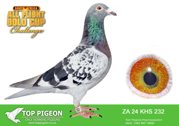 LOT 74 CARNIVAL SUMMER AUCTION 2 – Francois & Frikkie-ZA KHS 24 232 -10TH FINAL——SIRE:796 BPF 21.Alias “Tabby” Strain: Sablon/Tom Lock Color: Blue Bar.————-DAM: 114 KHS 23 GEBR. JANSSEN.SEE PEDIGREE!!!