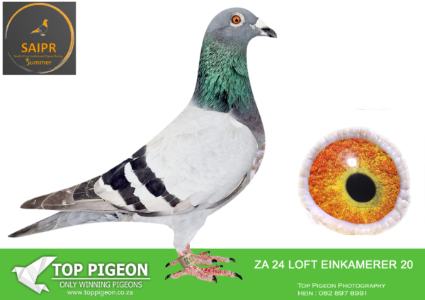 Z..LOT 137 SAIPR SUMMER AUCTION 1 -Loft Einkamerer Liezel- ZA LOFT EINKAMERER 24 20 -13TH HOTSPOT 3–3rd hotspot ace bird (Not Activated)—–SIRE: 792 ZA 20 SRSP . EINKAMERER. DIRECT GRAND TO SUPERBREEDER “APPLE 2”.———DAM:959 SRSP 20. EINKAMERER. THIS IS A DIRECT CHILD TO SUPERBREEDER “PIZZARO”.SEE PEDIGREE!!