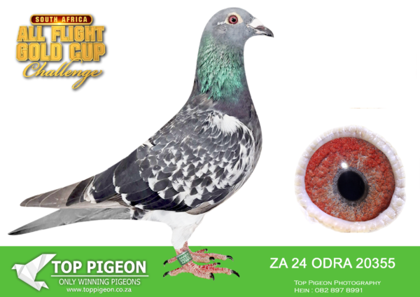 .LOT 6 CARNIVAL SUMMER AUCTION 1-Central Bridge-ODRA 24 20355 -19TH ACE PIGEON——-SIRE:BELG 18 5123626 . DE VOS X LAUREAAT.————–DAM:PL 027 809 2023. GREG ROCKET.SEE PEDIGREE!!!
