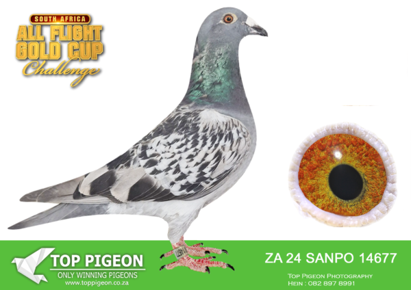 LOT 17 CARNIVAL SUMMER AUCTION 1-Jason Brown-SANPO 24 14677 -SIRE:4158353 20 BE.Color: Dark Check Father to : ZA24 SANPO 14677 – 30th Hot spot 3 Carnival 2025 ZA24 SANPO 14662 – 84th Hot spot 1 Carnival 2025 ZA24 SANPO 14662 – 39th Hot spot 2 Carnival 2025.———–DAM:117 DV 20 02413.Alias “N.Dumiso” Color: Blue Bar Pied Mother To ZW23 MRPF 7322 – 7th Hot spot 1 Capetown 2024 ZW23 MRPF 7322 – 4th Final Capetown 2024 ZW23 MRPF 7321 – 77th Final Carnival 2024 ZA24 SANPO 14677 – 30th Hot spot 3 Carnival 2025.SEE PEDIGREE!!!