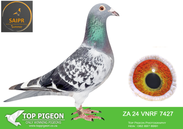 LOT 29 SAIPR SUMMER AUCTION 2 – Protea Hokke- ZA VNRF 24 7427 -SIRE: ZA 16 01898 “SAMURIA” HOUBEN. BRED FOR STOCK.——– DAM: OERF 16 00962 “SPOKIE” SPRITZY. BRED FOR STOCK. SEE PEDIGREE!!!!