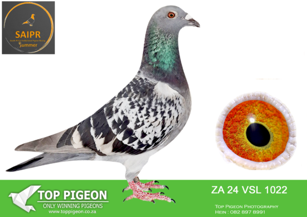 LOT 24 SAIPR SUMMER AUCTION 1 – Van Schoor Lofts 1- ZA VSL 24 1022 -SIBLING TO 3RD ACE PIGEON SAIPR SUMMER 2025————–SIRE:0243 ZA 22 ” SMEG ” Colou DCP MELT’S BEST KITTEL SIRE OF 3RD OVERALL ACE SAIPR SUMMER 2025. LINE BRED TO BEST KITTEL.MOTHER IS FULL SISTER OF JUNIOR BEST KITTEL SIRE MELT BEST KITTEL BRED OUT OF BEST KITTEL AND THE BEST OF VAN DEN BULCK. THE DAM IS A SPECIAL BREEDING.————DAM:58 ZA VSL 23 ” LILY ” Colou BB GANUS FAMILY GRD DTR OF ( ORNAT S ) ONE OF THE BEST BEREEDING SONS OF ORNAT&SORAIA DTR OF INCREDABLE DREEAM 2ND ACE VIC FALLS AND 6TH IN THE FINAL. 58 VSL 23: 11TH ON A HARD FINAL RACE SAIPIR 3RD PLACE CHALLANGE.SEE PEDIGREE!!!