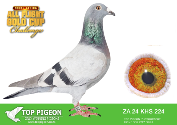 LOT 11 CARNIVAL SUMMER AUCTION 1-Francois & Frikkie-ZA KHS 24 224 -SIRE: 153 KHS 23 . Alias “Parana” Strain: TOM LOCK/SABLON/VAN LOON Color: Blue Bar W/F————DAM:5375 KHS 19.Alias “WINGS” Strain: ALFONS KLAAS Color: Blue Bar CENTRAL PROVINCIAL LOFTS YEARLING 2020: 12TH RACE 3 – 1452 PIGEONS 20TH RACE 4 – 1307 PIGEONS 32TH RACE 6 – 942 PIGEONS 4TH MATJIES-FONTEIN CHALLENGE – 1005 PIGEONS.SEE PEDIGREE!!!!
