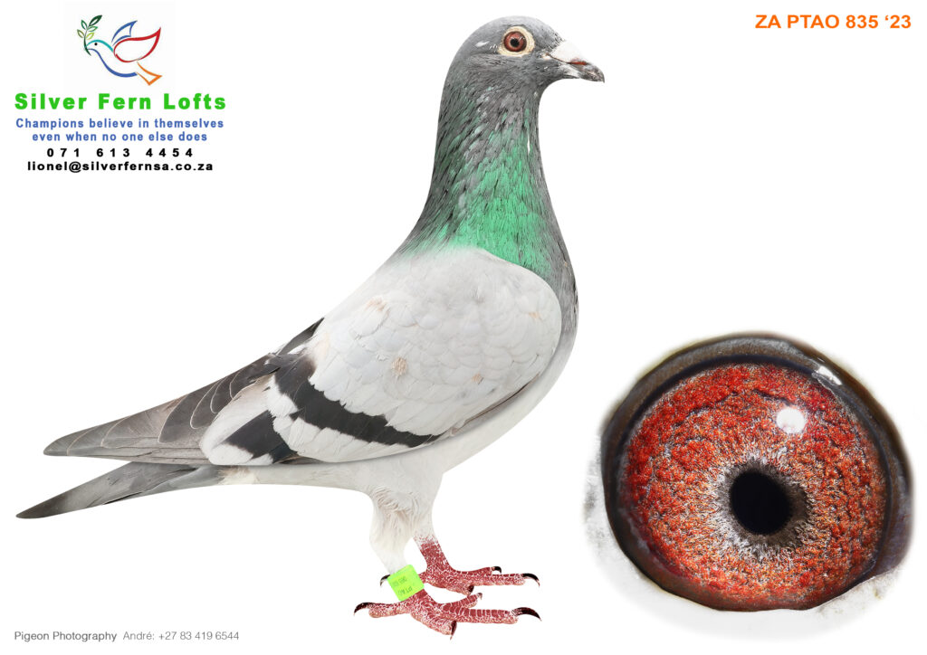 LOT 24 RADFORD & VISSER -ZA 23 PTAO 835 -SIRE:785 ZA 20 RADR . DAM IS ...