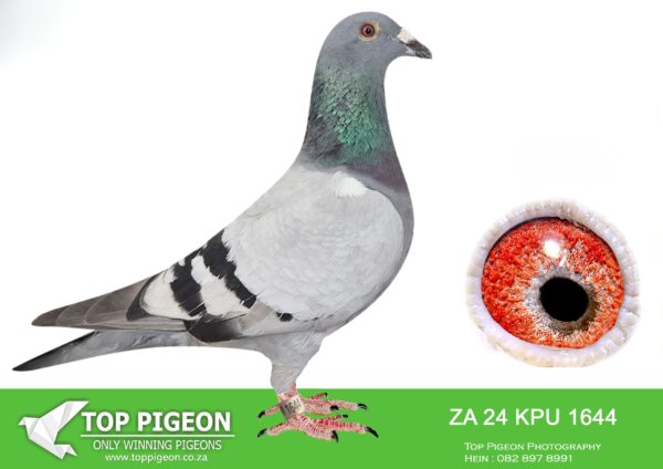 .LOT 4 CHAMPIONS NIGHT –ZA KPU 24 1644 ——SAME BRED AS 4TH AFRIKAPRO RACE 8 2025 “NOBLE CHAMPION” AGAINST 1964 BIRD ON 1228 M/M – EQUAL WINNER——–Sire: 26858 ZA TRPF 10 “DERBY COCK”. (SIRE TO ZA 20 CYRL 5590 – WINNING R134 200.00 AT CENTRAL LOFTS 2021) 10 x Winner and bred multiple winners for BENEKE LOFTS.———DAM: 17395 ZA TRPF 17 CARELLI HEN. ACE BIRD OVERALL GAUTENG COMBINE 2019 ACE BIRD OVERALL O.E.R.F RAND 2019 ACE BIRD OVERALL MIDDLE DISTANCE S.R.P.C 2019 ACE BIRD OVERALL MIDDLE DISTANCE DIVISION 2 2019 ACE BIRD MIDDLE DISTANCE. SEE PEDIGREE!!