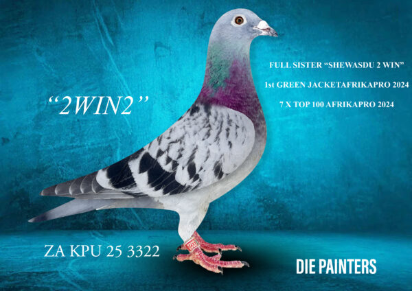 .LOT 7 Die Painters National Ace Pigeon Celebration Auction -ZA 25 KPU 3322 – “2WIN2” Hen Painter NG X Dijkstra LC This hen is a full sister of “SHEWASDU 2 WIN”. “SHEWASDU 2 WIN” attained one of our most cherished achievements during our career in pigeon racing by winning the Green Jacket Series at Afrikapro 2024 against close on 3000 of the world’s best pigeons. Directly out of “BAKBEEN’ our 1st Ace Pigeon Sprints in the Union. This cock is also a great breeder and father to 2 super racers during 2023. “BAKBEEN” is directly out of our “DIAMOND PAIR” – the only pair to produce 2 individual Sanpo Gold Medal WInners in the history of pigeon racing in SA. The mother is a direct Arie Dijkstra bought by our partner Simon Ullrich afte, being handpicked by us when she was available after Afrikapro 2023. The outstanding feature of this hen is her super-soft & silky feathering. She ranks amongst the very best as far as this trait is concerned – as all champion fanciers know, this is a true sign of excellence!SEE PEDIGREE!!!