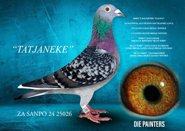 .LOT 1 Die Painters National Ace Pigeon Celebration Auction – ZA 24 SANPO 25026 – “TATJANEKE” Hen Painter Putterie Check Wf This sensational hen is bred out of two of the most famous pigeons in South Africa at the moment. His father is the best breeder we have ever owned! MIRACLE BREEDER “BLUE WHIP” is the only cock to have bred 2 individual 1st National Ace Pigeons in SA. His daughter “MEDAL MISS” won 2 X Sanpo Cat B Gold Medal Middle DIstance in 2019 and his son “GOLDEN WHIP” won the SANPO Cat B GOLD MEDAL LONG DISTANCE in 2024. “BLUE WHIP” is also father to “BAKBEEN” who is the rbeeder of the Afrikapro Green Jacket Winner 2024. The mother of this baby is “TATJANA” who is the best racer we have ever owned. She won 5 X Sanpo Gold & 1 X Sanpo Silver in 2024 and is a 3 XUnion Winner, Combine WInner, 7 X Club Winner.”TATJANA” is out of “ELUSIVE” who on her part is out of the same father as “BLUE WHIP”.SEE PEDIGREE!!!