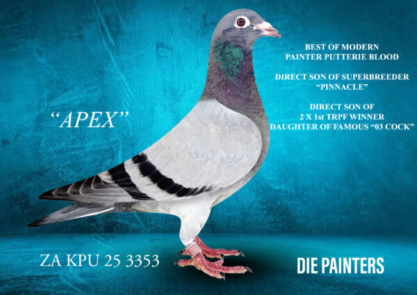 .LOT 8 Die Painters National Ace Pigeon Celebration Auction -ZA 25 KPU 3353 – “APEX” Cock Painter Putterie BB This is a spectacular baby cock!! Direct son of SUPERBREEDER “PINNACLE” – sire to 5 winners in 4 different lofts. Direct son of the legendary “SPRINGBOK” – sire to 14 X 1st prize winners and grandfather to more than 30 1st prize winners. Mother is Mark Kitchenbrand’s 2 x TRPF Winner and superbreeder 24395/13. This hen has bred many many winners and breeders of winners. She is a direct daughter of the SUPER PAIR “03 COCK” X “JAYLE”. This legendary pair was the foundation of Mark’s several TRPF Championship triumphs.SEE PEDIGREE!!!