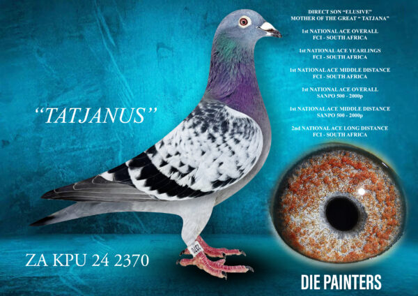 .LOT 3 Die Painters National Ace Pigeon Celebration Auction -ZA 24 KPU 2370 – “TATJANUS” Cock Painter Putterie X Golden Carelly Check Directly out of the great “ELUSIVE” who is the mother of “TATJANA”. “ELUSIVE” is a also a half-sister to MIRACLE BREEDER “BLUE WHIP” who is the only cock in history to breed 2 individual SANPO GOLD MEDAL Winners. “TATJANA” is the best racer we have ever owned. She won 1st OVERALLNATIONAL ACE PIGEON OVERALL FCI 1st OVERALLNATIONAL ACE PIGEON OVERALL SANPO 1st OVERALL NATIONAL ACE PIGEON YEARLINGS FCI 1st OVERALL NATIONAL ACE PIGEON MIDDLE DISTANCE FCI 1st NATIONA ACE PIGEON MIDDLE DISTANCE SANPO 2nd NATIONAL ACE PIGEON LONG DISTANCE FCI and is a 3 XUnion Winner, Combine WInner, 7 X Club Winner. Father of this baby cock a very special cock bred by Egbert o Kelly directly out of a direct daughter of the world-famous “BAK 17”.SEE PEDIGREE!!!!