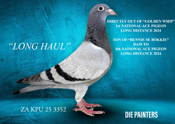 .LOT 6 Die Painters National Ace Pigeon Celebration Auction -ZA 25 KPU 3352 – Directly out of “GOLDEN WHIP’ our 1st NATIONAL ACE LONG DUSTANCE (500 – 2000p) fin 2024. “GOLDEN WHIP” is a full brother of “MEDAL MISS” our 1st OVERALL NATIONAL ACE PIGEON MIDDLE DISTANCE 2019. He is also full brother to “BAKBEEN”, the sire of the AFRIKAPRO GREEN JACKET WINNER 2024. The mother to this top-class baby is “BENNIE SE BOKKIE” who is the mother of ZA LEG 23 996 who is 4th NATIONAL ACE PIGEON LONG DISTANCE. This incredible young hen was only 5 months old when we started racing her in July and she score an incredible 7 X Top 10 at Union Level on 7 consecutive races all ranging from 530km to 790km. This baby must rate as one of the top long distance genetic packages in South Africa!SEE PEDIGREE!!!