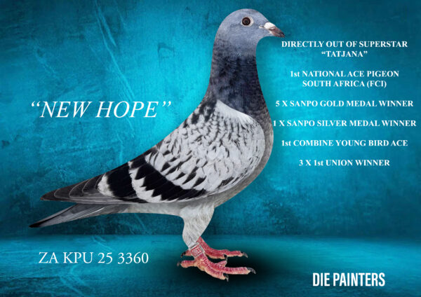 .LOT 4 Die Painters National Ace Pigeon Celebration Auction -ZA 25 KPU 3360 – “NEW HOPE” Cock Painter Putterie X Check Directly out of the most recognisable name in SA Pigeon Racing at the moment! “TATJANA” is the best racer we have ever owned. She won 1st OVERALLNATIONAL ACE PIGEON OVERALL FCI 1st OVERALLNATIONAL ACE PIGEON OVERALL SANPO 1st OVERALL NATIONAL ACE PIGEON YEARLINGS FCI 1st OVERALL NATIONAL ACE PIGEON MIDDLE DISTANCE FCI 1st NATIONA ACE PIGEON MIDDLE DISTANCE SANPO 2nd NATIONAL ACE PIGEON LONG DISTANCE FCI and is a 3 XUnion Winner, Combine WInner, 7 X Club Winner. Father of this baby cock was bred by Egbert o Kelly directly out of one of the greatest pairs ever! “GOLDEN CARELLY” X “MOTHER OF THE LOFT” has bred too many champions to be able to mention here!SEE PEDIGREE!!!