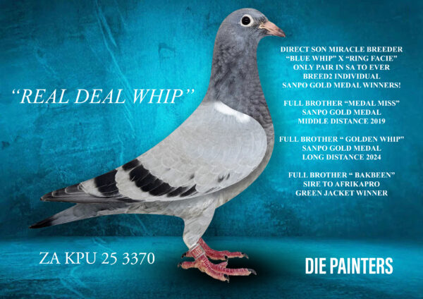 .LOT 2 Die Painters National Ace Pigeon Celebration Auction – ZA 25 KPU 3370 – “REAL DEAL WHIP” Cock Painter Putt X BB Directly out of our famous “DIAMOND PAIR” – the only pair to produce two separate 1st NATIONAL ACE WINNERS! Full brother to “GOLDEN WHIP” 1st NATIONAL ACE PIGEON LONG DISTANCE (500-2000p) and SANPO GOLD MEDAL WINNER. 2024 Full brother to “MEDAL MISS” 1st NATIONAL ACE PIGEON MIDDLE DISTANCE OVERALL in 2019 and SANPO GOLD MEDAL WINNER Also full-brother to the SIRE TO 1st GREEN JACKET AFRIKAPRO 2024!!!!!! Also FULL BROTHER to 3rd Final SAPIR OLR (560km) & equal winner (3rd) HS4 (500km).SEE PEDIGREE!!!