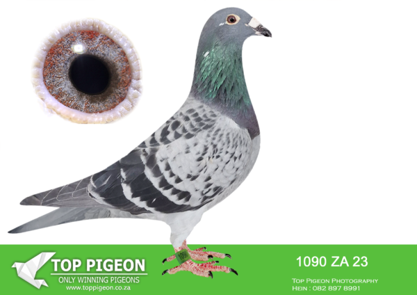 .LOT 5 EARLY MAY -ZA 23 1090 -SIRE:ZA ZA-22-36348 C *** PORSCHE 348 *** PIPA ELITE CENTER Blue –HALF BRO TO:– *19e.Final CPL OLR! ==================== “PORSCHE”Line won: #18x Top 10 National Ace Pigeons KBDB #9x 1st.National Race Winners Belgium #6x Olympiad Pigeons ====================DAM:ZA-22-36355 H “NEW HARRY 355” Jan Hooymans –#Linebred to =>: ==================== *BEST OF HOOYMANS!!* -“NEW HARRY”(X2) #1e/14.737p Niergnie -“HARRY” (X2) #1e/37.728p Blois #1e/22.340p Chaterou -“ALEXIA”(sis Harry) #1e NPO/5.620P.SEE PEDIGREE!!!