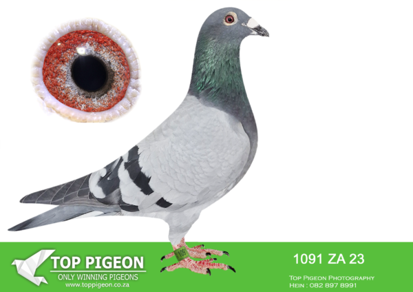 LOT 15 EARLY MAY -ZA 23 1091 -SIRE:ZA ZA-22-36348 C *** PORSCHE 348 *** PIPA ELITE CENTER Blue –HALF BRO TO:– *19e.Final CPL OLR! ==================== “PORSCHE”Line won: #18x Top 10 National Ace Pigeons KBDB #9x 1st.National Race Winners Belgium #6x Olympiad Pigeons ====================DAM:ZA-22-36355 H “NEW HARRY 355” Jan Hooymans –#Linebred to =>: ==================== *BEST OF HOOYMANS!!* -“NEW HARRY”(X2) #1e/14.737p Niergnie -“HARRY” (X2) #1e/37.728p Blois #1e/22.340p Chaterou -“ALEXIA”(sis Harry) #1e NPO/5.620P.SEE PEDIGREE!!!