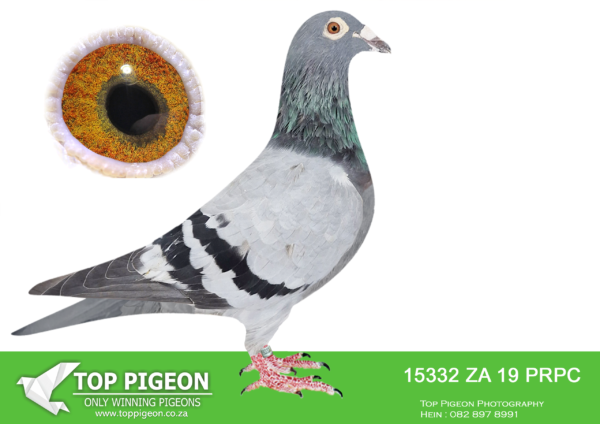 LOT 12 BOSHOFF PIGEON LOFTS AUCTION 3 – 15332 ZAPRPC 19 -SIRE:0073 ZAD 10.’73 SON OF SUNNY GOLD’ BB Clausing/ Sun City Genes/ Tom Lock Consistant racer incl. Smithfiled Ope- 2nd Club 138p, 16th Fed 1188p, 31st Combine 2415p Superbreeder mated to gdtr of 80K Tom Lock Cock he bred 7340/11 3X Winner and Combine Winner, 15492/11 Winner, 6242/11 Winner, 4156/13 2X Winner.———DAM:2913 ZA GRPA 10 HAWKIE GDTR 80K x 1648 BB TOM LOCK This hen handles so typically like the 2 Tom Lock Foundation Hens, the R100 000 Super Pair hen, and her dam, SA 157/96. Bred from 1 of OOA Fondation Cocks, sire to the Best Y/B THU Series 2008 and various Winners, when mated to a direct daughter of our foundation pair.SEE PEDIGREE!!!