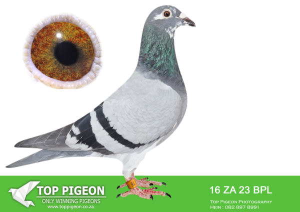 LOT 20 BOSHOFF PIGEON LOFTS AUCTION 4 -16 ZABPL 23 -Sire is direct Son of Foundation Pair Estee x Insomnia. This pair bred several winner incl. Ace 865. 5x 1st Club, 3x 3rd Club, 1st, 2nd, 3rd, 4th, 10th Fed, 4th, 6th, 7th, 7th Combine, LD 1st ACE Pigeon Pta Fed 2018 Dam is bred from Best of Clausing x top breeding ‘Twilight hen’———-SIRE:6924 ZAPWF 17.ESTEE x INSOMNIA BB Clausing/Sierens/Oscar/Aelbre cht Bred from Click Pair ‘Estee’ x ‘Insomnia’ various winners from them. Sister 865 won 5x 1st Club, 3x 3rd Club 1st, 2nd, 3rd, 4th, 10th Fed 4th, 6th, 7th, 7th Combine LD 1st ACE Pigeon Pta Fed 2018 LD 3rd ACE Pigeon Pta Comb.———–DAM:2650 ZAPWFD 17 BB Clausing/Twilight Best of Clausing x top breeding ‘Twilight hen’ Sire is gson of ‘410’ His dam is full sister of ‘Hedi’that won 4th Final SCMDPR for Clausing. The dam is our best ‘Twilight Hen’ who bred several top racers, incl. 5x Winner.SEE PEDIGREE!!!