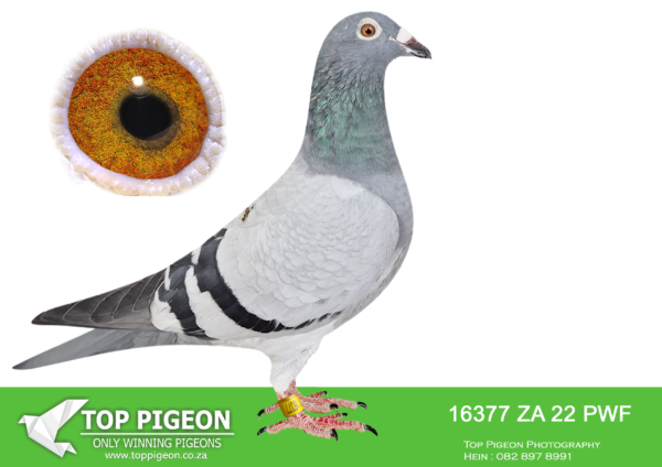 LOT 33 BOSHOFF PIGEON LOFTS AUCTION 3 – 16377 ZAPWF 22 -SIRE:1169 ZAVPU 20.Luke Donald Mix Line Linebred to Legendary Luke Donald 3rd SCMDPR Final. Cream of George Oswald Africa Koppel Fame. Sire to Amerios 1, Gsire to Mix. GGSire to Joan Osboarne 1st Ace SAMDPR Grand Avreage 2020, GGSire to ZA JJJ 989/19 3rd Ace & 5h Final Carnival.—————–DAM:11253 ZAGPU 20 BECHMARK LOFTS Sire Son of ‘Luke Donald’ 3e Samdpr 2012 bred from the cream of George Oswald Van Loon/ His Mother is ‘Dero’ 8e Samdpr 2016 Olympiad line from World Champion Jos Thone.SEE PEDIGREE!!!