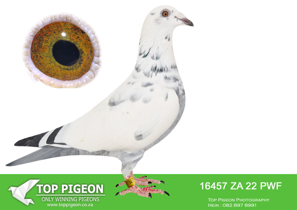 LOT 30 BOSHOFF PIGEON LOFTS AUCTION 2 -16457 ZAPWF 22 -SUPER NEW LUKE ...